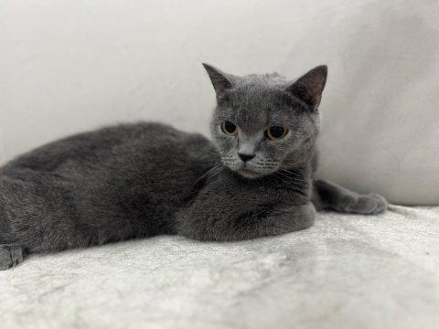 Gri british shorthair dişi kediler