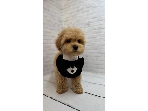 Maltipoo bebeğimiz