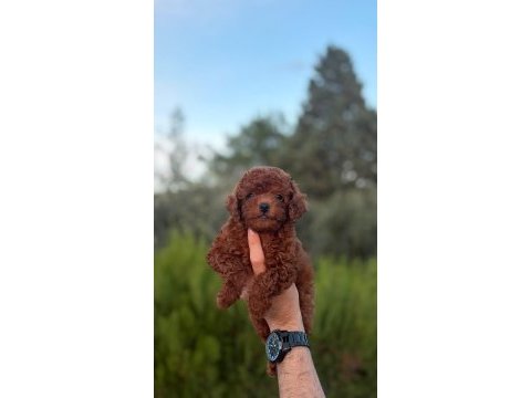 Safkan dişi erkek toy poodle yavrular