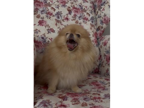 Pomeranian orjinal