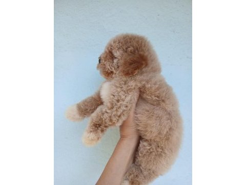 Aşılı teacup kore maltipoo 