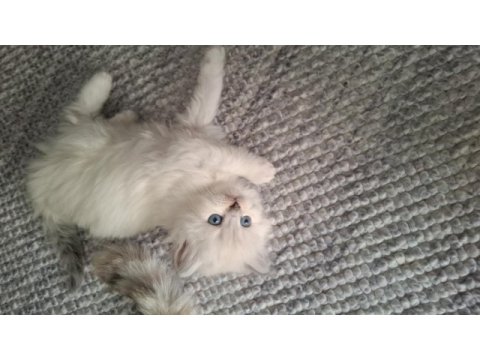 British longhair kar taneleri yeni yuvalarını arıyor