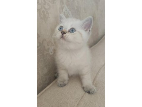 Güzeller güzeli bir bebek kedimiz