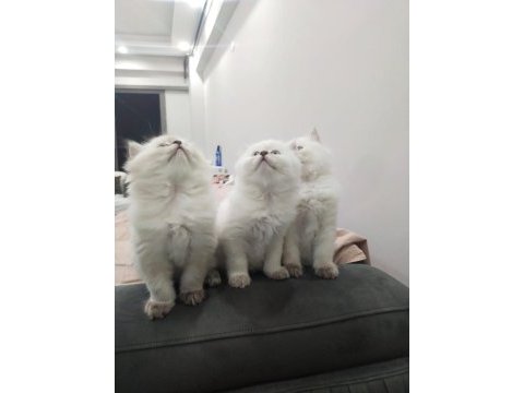 Show kalite british longhair
