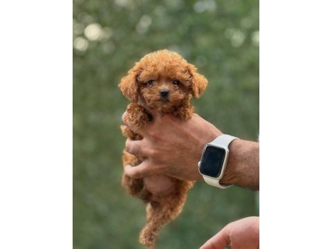 Safkan teacup kore poodle wc eğitimli miniboy