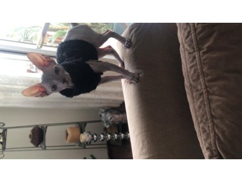 Dişi sphynx kedi 3 aylık