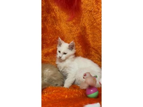 Beyaz maine coon kedimiz