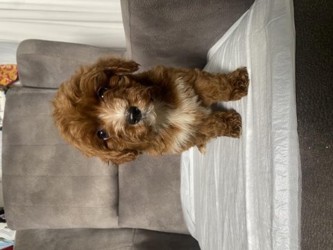 T cup red maltipoo oğlumuz