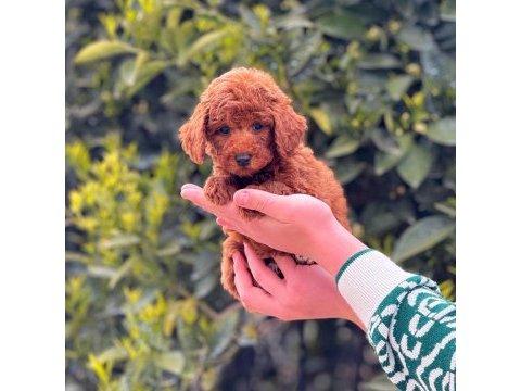 Toy poodle köpekler