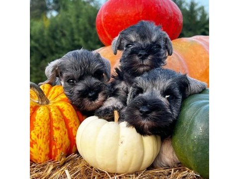 Fcı secereli miniatute schnauzer yavruları