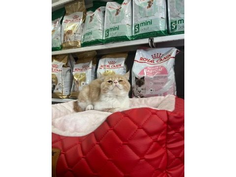Türünün en güzel örneklerinden exotic shorthair