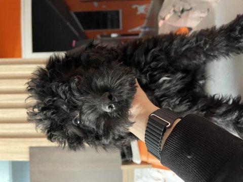 Poodle ayarında maltipoo oğlan