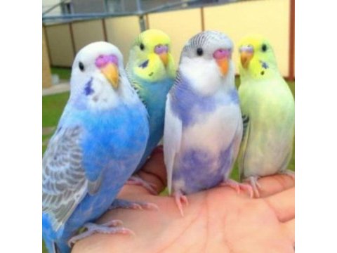 15 yavrulu yumurtalı takım ve 15 yavru muhabbet kuşu