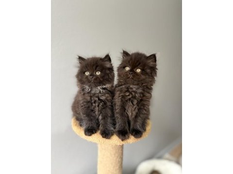 British longhair yavrularımız
