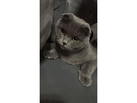 2 yaşında dişi scottish fold