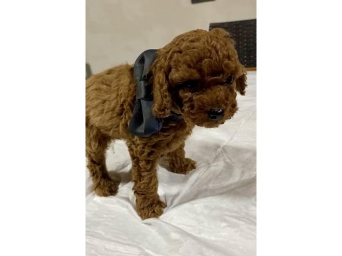 Kahve ve siyah poodle