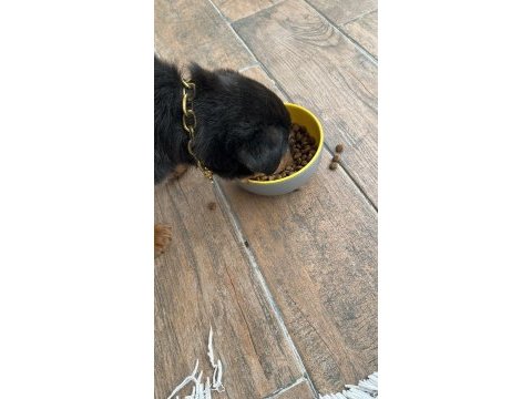 2 aylık bebek rottweiler