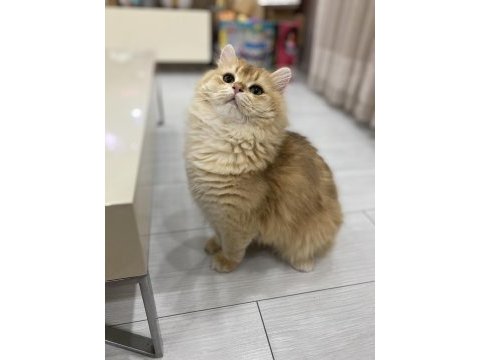 1,5 yaşında full şecereli british longhair
