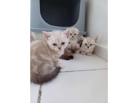 Birbirinden güzel scottish fold bebekler