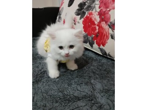 İki aylık yavru kedi bir dişi bir erkek