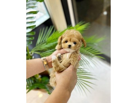 Evraklı ırk ve sağlık garantili mini maltipoo bebekler