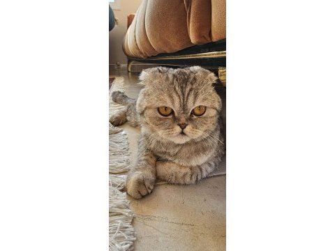 Dişi scottish fold kedimiz