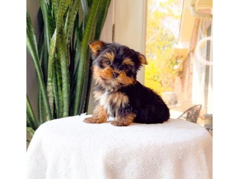 Sevimli yorkshire terrier yavrumuz yeni ailesini arıyor