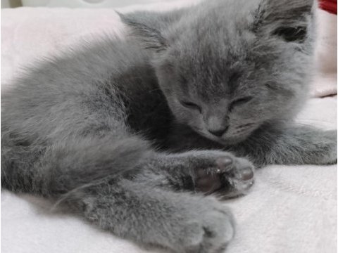 British shorthair bebeğimize yuva arıyoruz