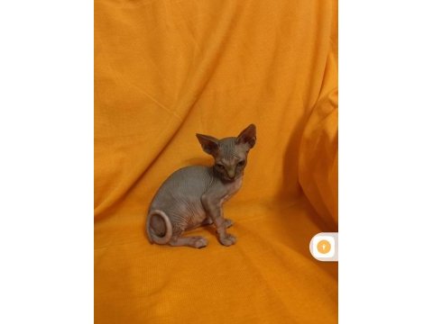 Sphynx home