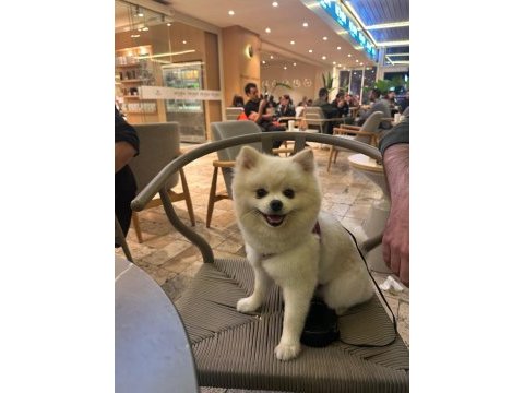 Erkek pomeranian 1 yaşında