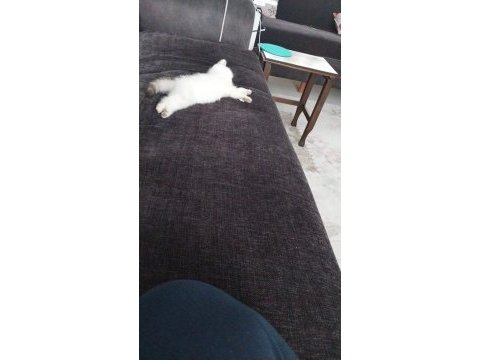 2 aylık british longhair
