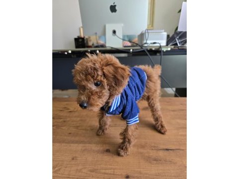 2,5 aylık toy poodle yavrumuz bambi sahibini arıyor!