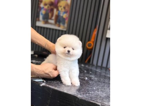 Ayıcık surat pomeranian