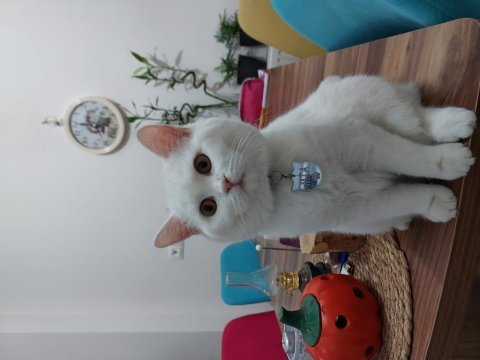 Karbeyaz kedimiz mia size mutluluk getirsin