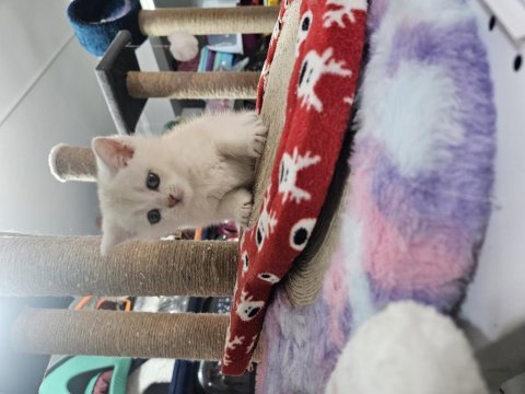 Veteriner kontrolünde teslim edilecek british shorthair
