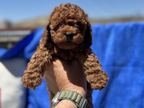 Yasal ruhsatlı çiftlikde ziyarete açık toy poodle 