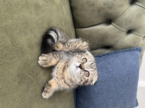 Scottish fold tabby