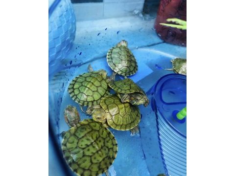 Minik kaplumbağa antalya yeni ilan