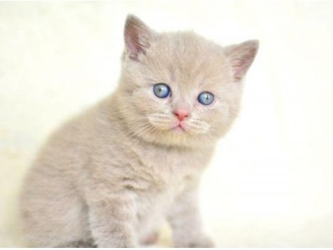 1 inci kalite lilac british shorthair
