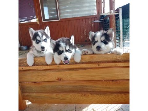 Son 1 erkek 2 disi ömür boyu ırk garantili husky