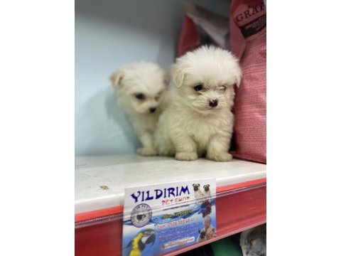 Yıldırım güvencesi ile ırk ve sağlık garantilidir