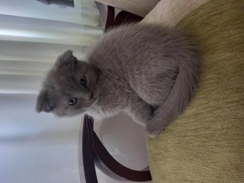 British shorthair 2 aylık yavrular