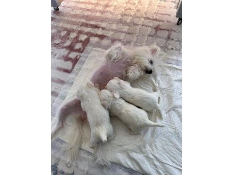 Maltipoo yavrularımız yeni yuvasına gitmeye hazır