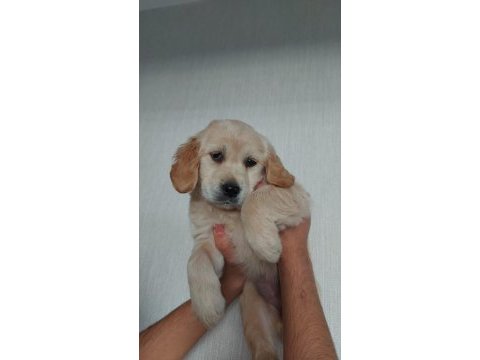 Yavru golden retriever