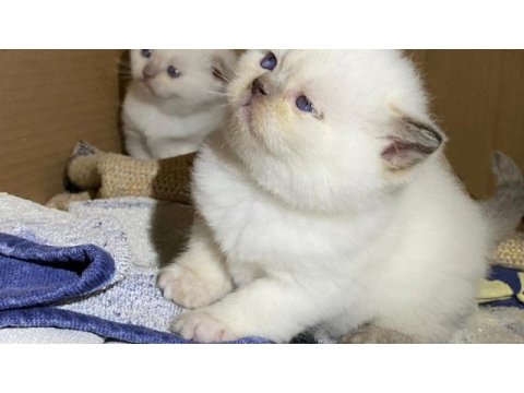 Scottish fold blue point ve british blue point