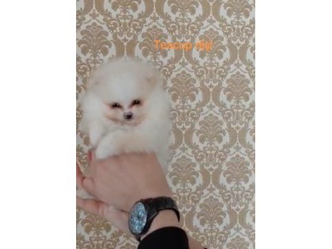 Pomeranian boo teacup yavrular