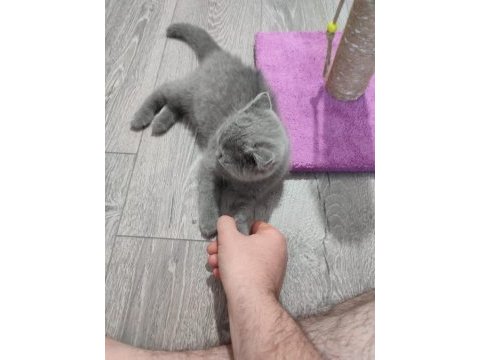 2 aylık çok uysal british shorthair