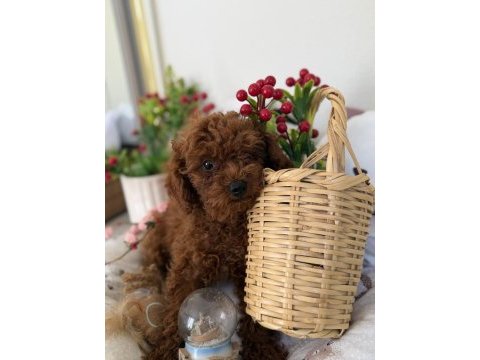 Poodle bebekler