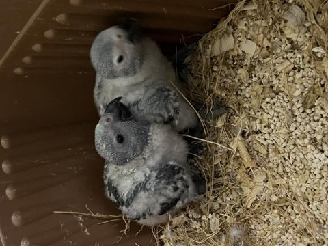 Bebek jako papağanı