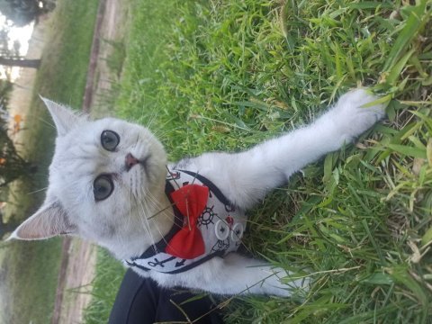 Yakışıklı british shorthair oğlumuza eş arıyoruz 10 aylık